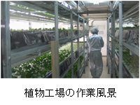 植物工場の作業風景