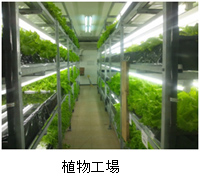 植物工場